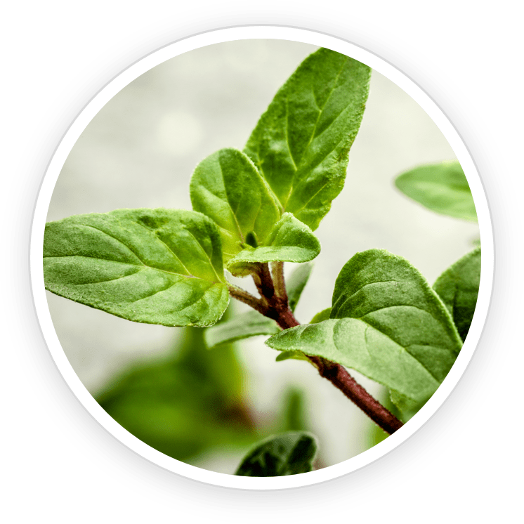 Oregano Leaf Extract