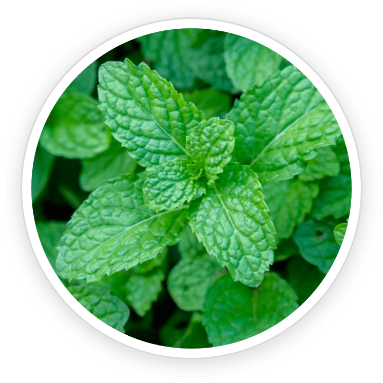 Peppermint Leaf Extract Powder