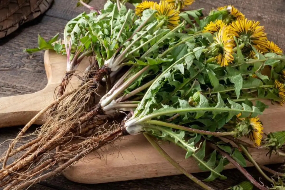 Löwenzahnwurzel
