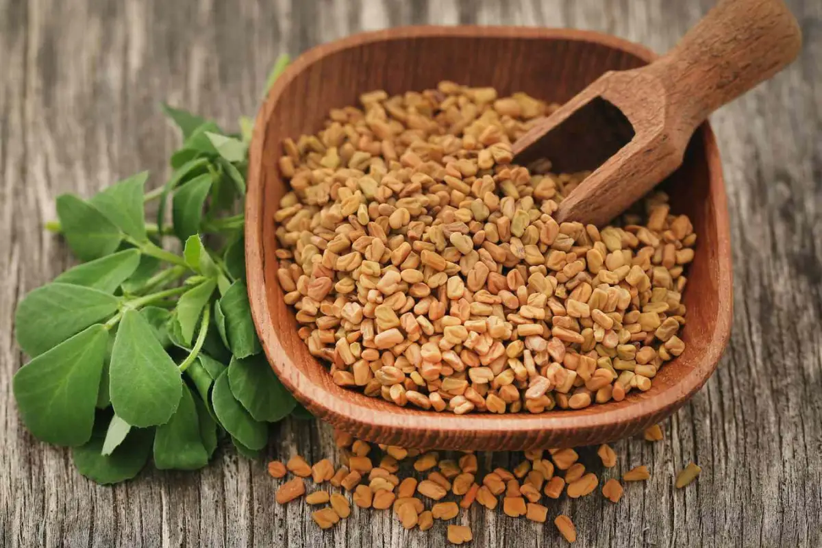 Fenugreek