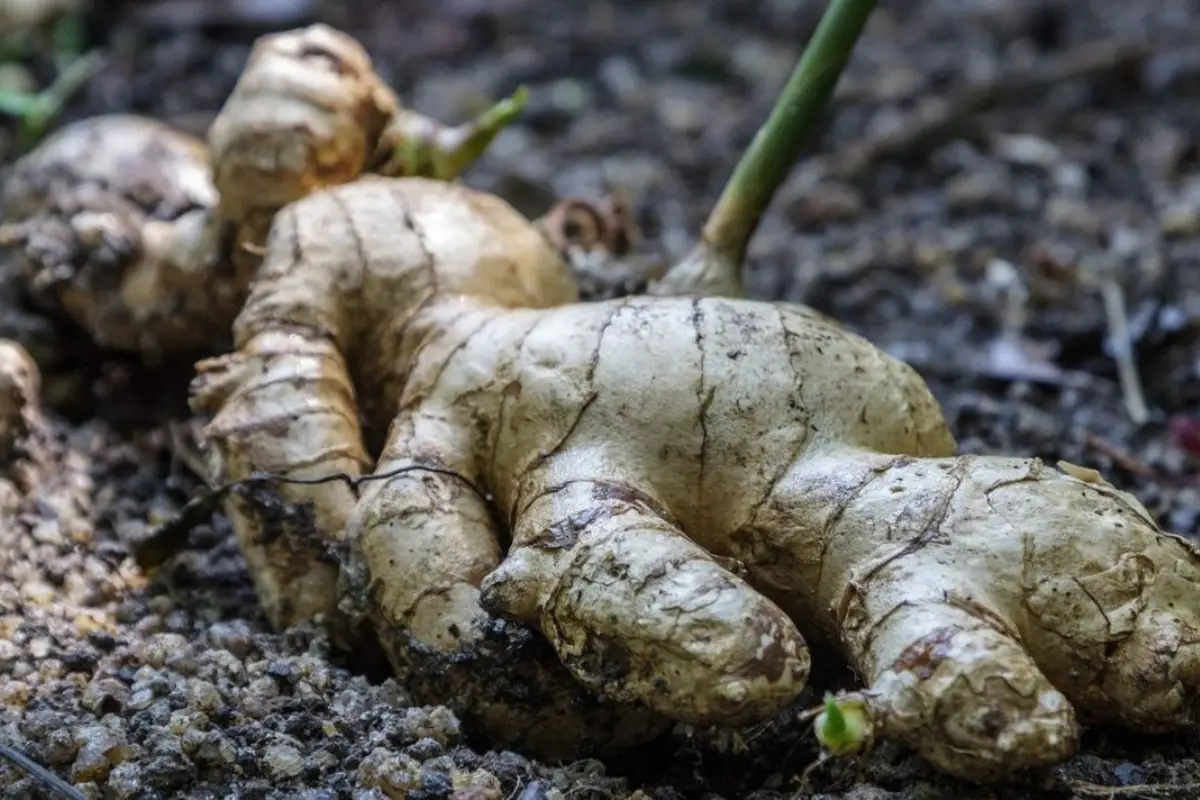 Ginger Root