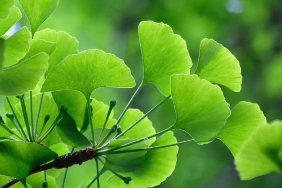 Ginkgo Biloba