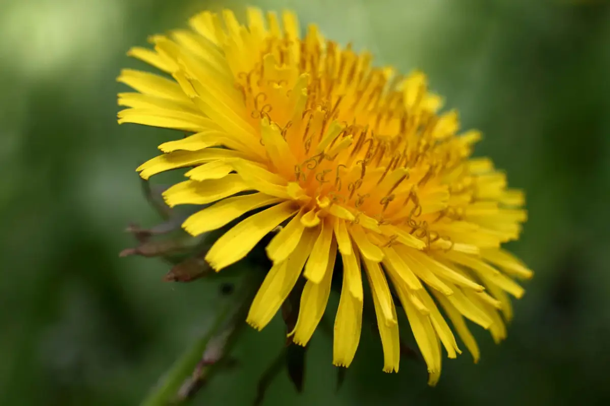 Inulin and Dandelion