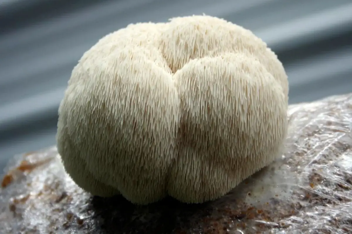 Organic Lion’s Mane