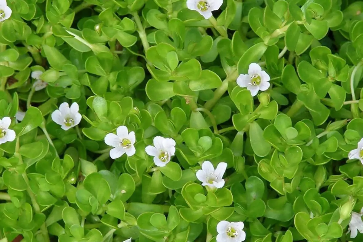 Bacopa Monnieri