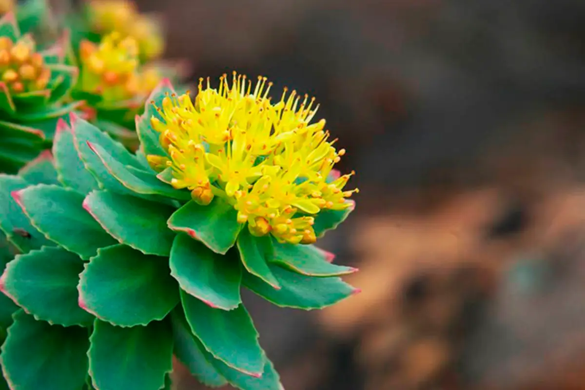 Rhodiola Rosea