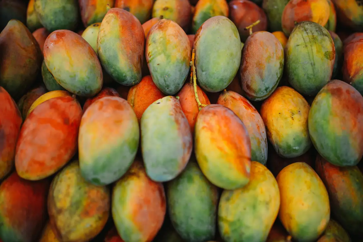 African Mango (Irvingia gabonensis)