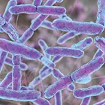 Bifidobacterium Lactis BL-04