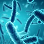 Lactobacillus Paracasei