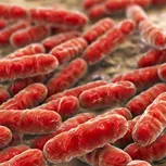 Lactobacillus Reuteri